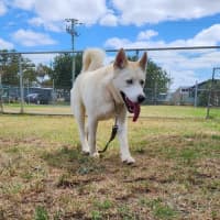 Photo of Simba (62398)