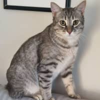 Photo of Loki