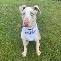 Photo of Napoleon *$250 Adoption Fee*