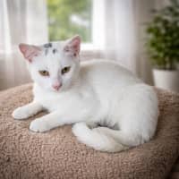 Photo of Buckley