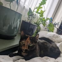 Photo of Nivvy   In Foster In Coburg