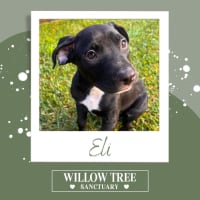 Photo of Eli