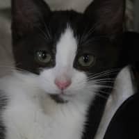 Photo of Moxie