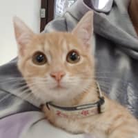 Photo of Bollinger *Meet Me At Pet Stock Birkenhead*