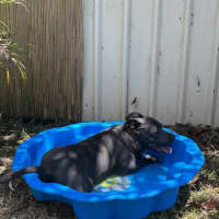 Photo of Bandit   6 Year O Id American Staffy X