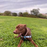 Photo of Coco