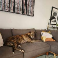 Photo of Tiger, The Adorable Greyhound