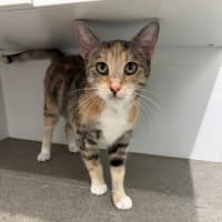 Photo of Caramel Slice