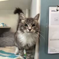 Photo of Pepi