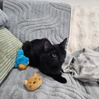 Photo of Patches