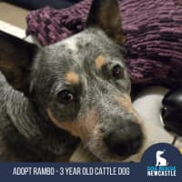 Photo of Rambo   3 Year Old Cattle Dog (Trial 26/9)