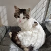 Photo of Miffy