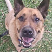 Photo of Rus   5 Year Old Cattle Dog