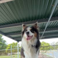 Photo of Toby