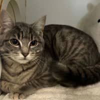 Photo of Nemo