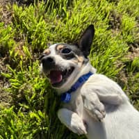 Photo of Mickey   6 Year Old Mini Fox Terrier