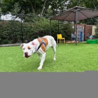 Photo of Peach
