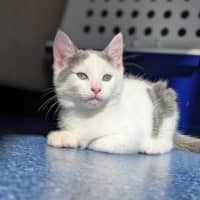 Photo of Tony Soprano   Located In Pascoe Vale South 