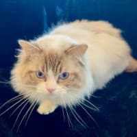 Photo of Fudge