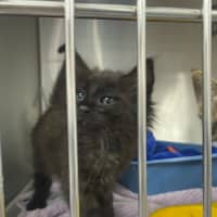 Photo of Oliver   Located In Kew