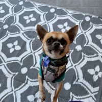 Photo of Ardie   1.5 Year Old Chihuahua
