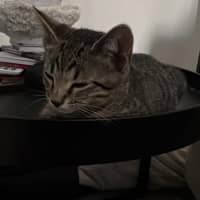 Photo of Pepe Le Pew