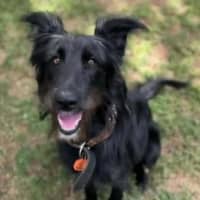 Photo of Bella Rose