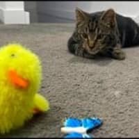 Photo of Moshi