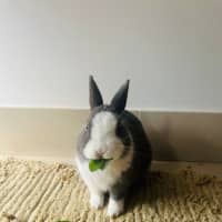Photo of Arlo