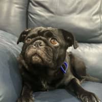 Photo of Peggy   5 Year Old French Bulldog X Pug