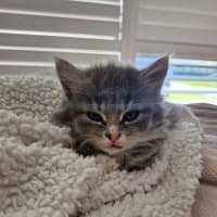 Photo of Tasha