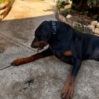 Photo of Mr B Von Dobermann