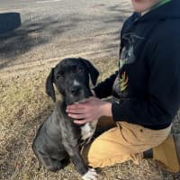 Photo of Peppa   4 Year Old Great Dane X Mastiff