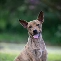 Photo of Bambi