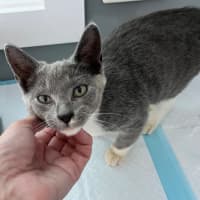 Photo of Opal