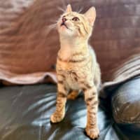 Photo of Raindrop   In Foster Care In Templestowe