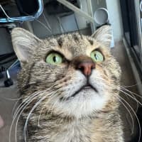 Photo of Apolo