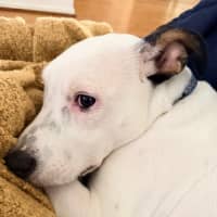 Photo of D1224 Lucky
