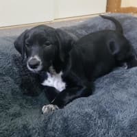 Photo of Lucky