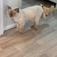Photo of Chilli
