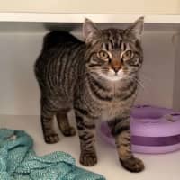 Photo of Chestnut