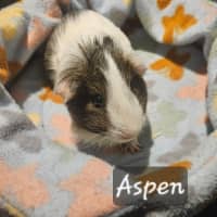 Photo of Aspen