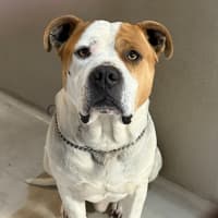 Photo of Odie