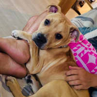 Photo of Buster   8 Month Old Staffy X Shar Pei