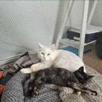 Photo of Bella & Fleur