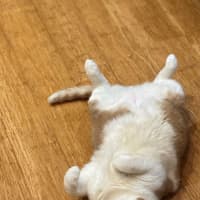 Photo of Sticky Dumpling