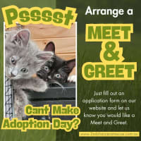 Photo of Munchkin **2nd Chance Cat Rescue**