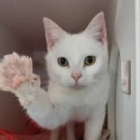 Photo of Piper