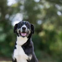 Photo of Daisy