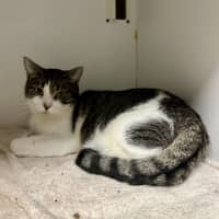 Photo of Shadow